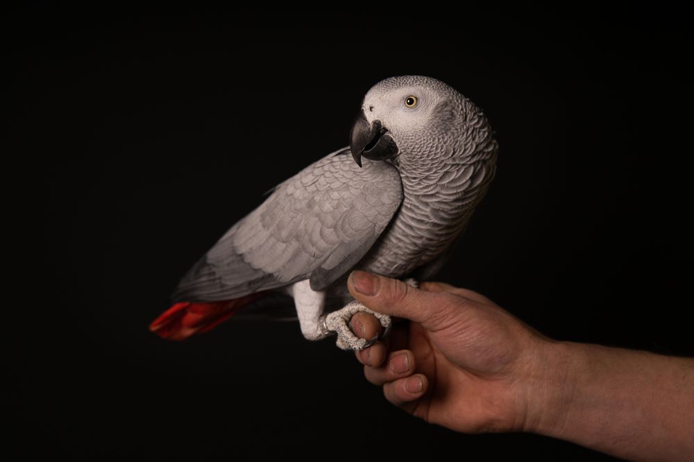 Fotoreportage papegaai in de fotostudio bij dierenfotograaf Special Moments MvL te Nistelrode, Noord-Brabant.
