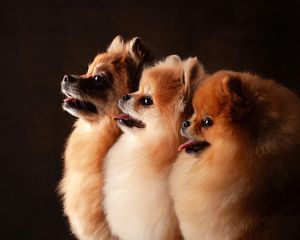 Hondenportretten van meerdere honden samen in de fotostudio met een zwarte achtergrond.