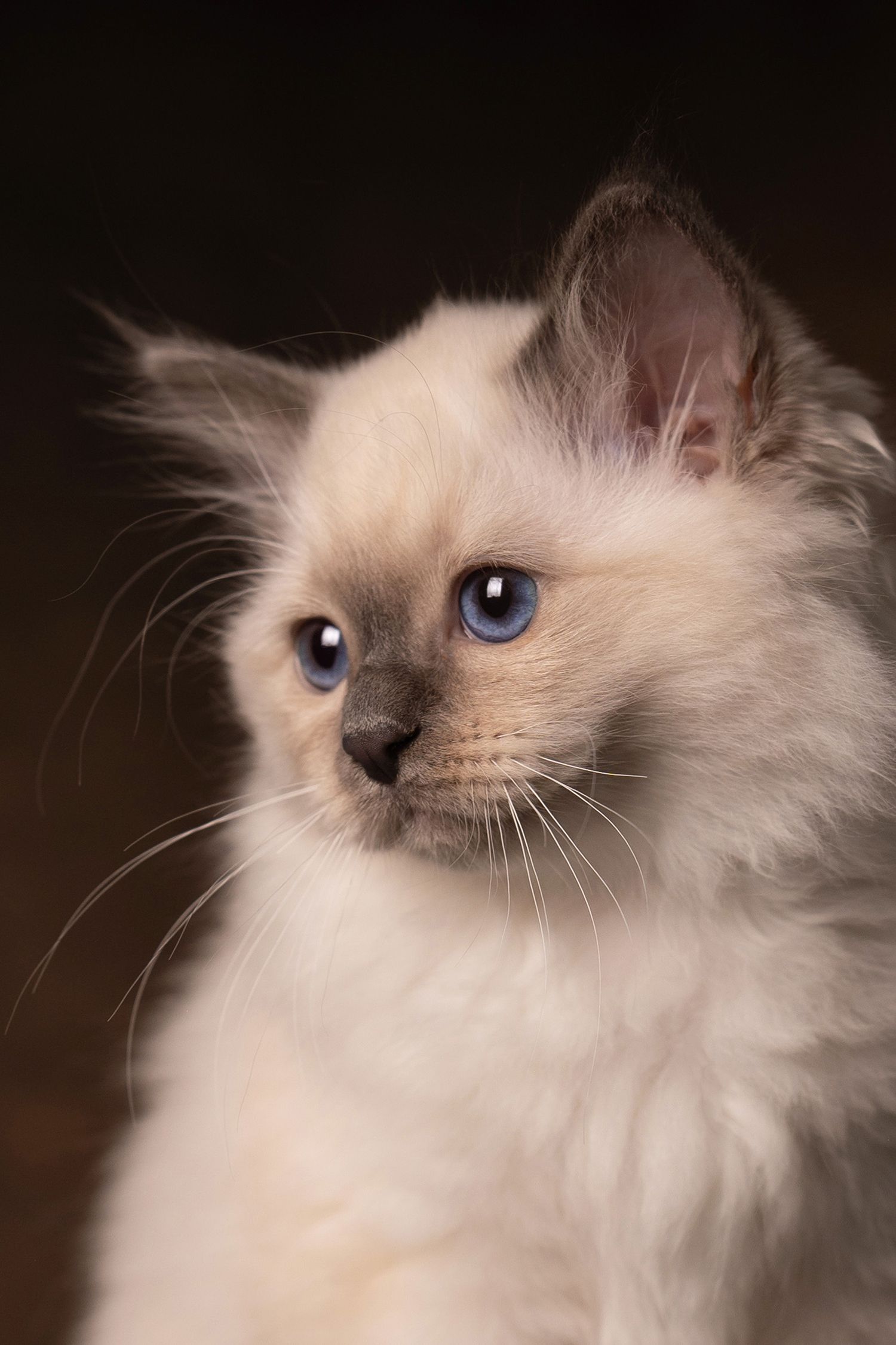 Fotoreportage kitten in de fotostudio, door kattenfotograaf Special Moments MvL in Nistelrode, Noord Brabant. Kattenfotograaf regio Oss