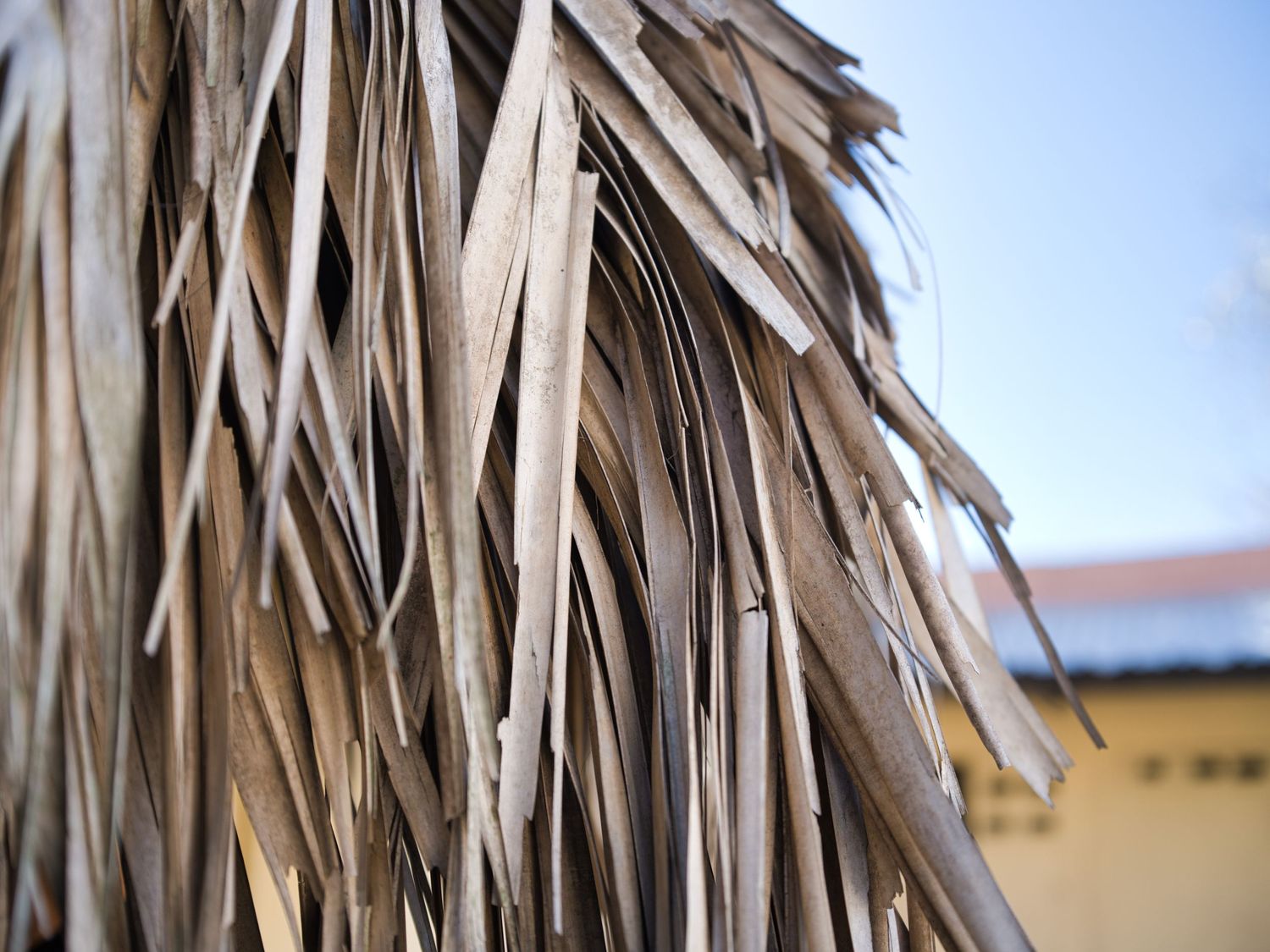 Close-up of dried palm leaf fronds creating a natural thatched texture in warm neutral tones.