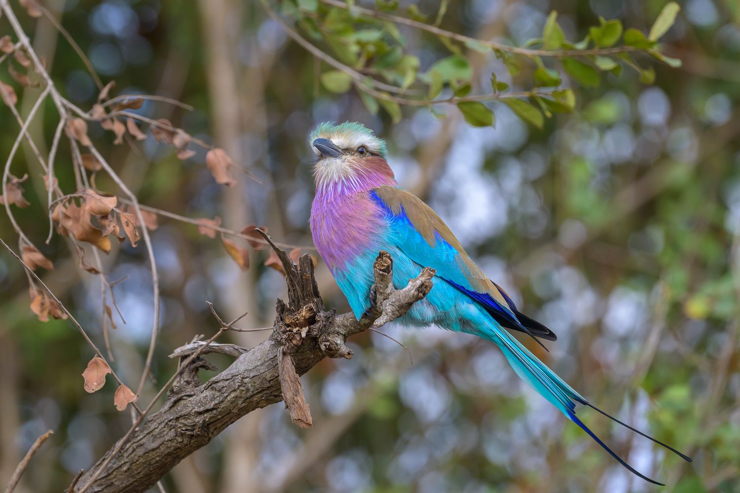 Lilac-breasted Roller