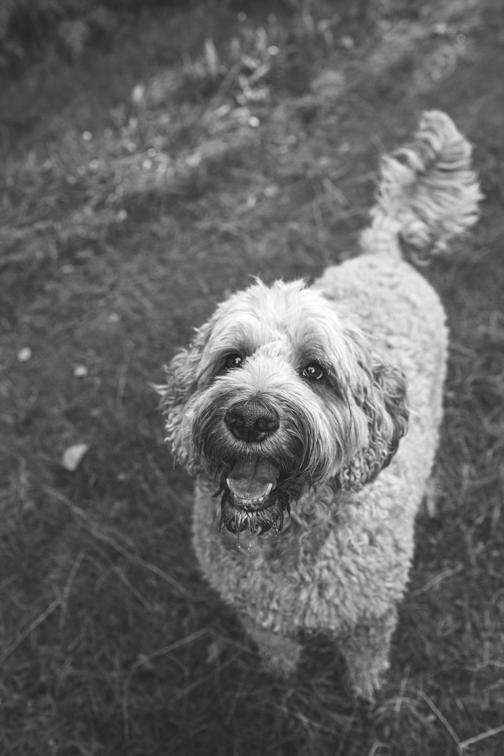 Close-up black and white portrait of a shaggy dog's smiling face.