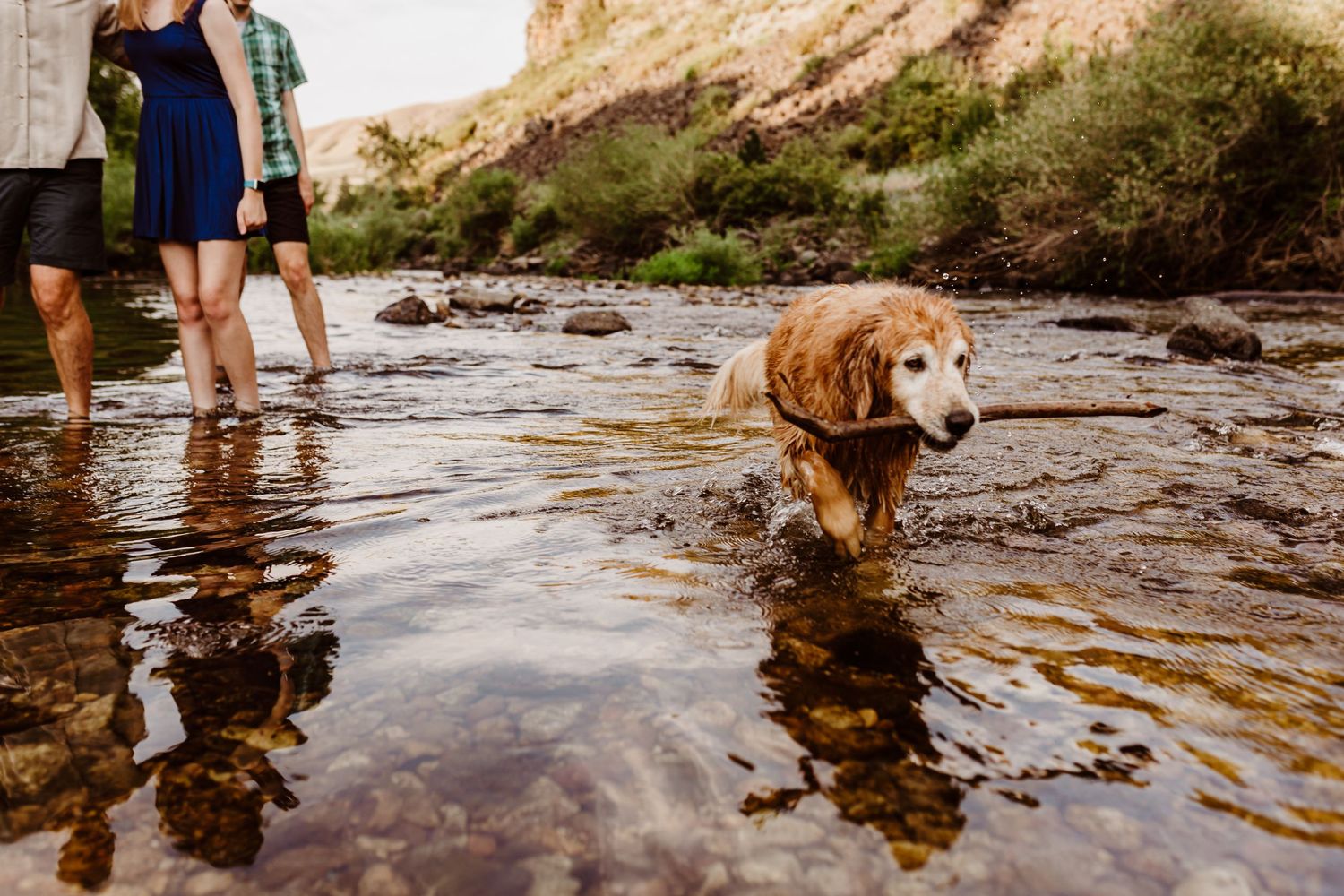 Golden retriever dog wading through shallow river water with family in the background at a scenic canyon.