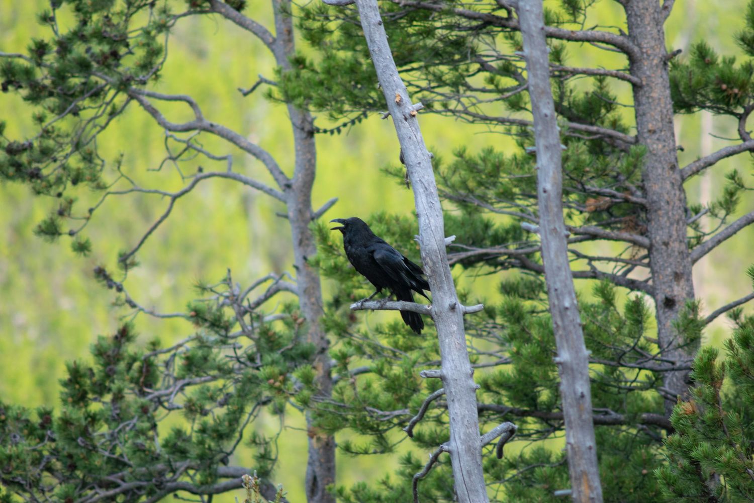 Black bird perched on bare aspen tree branch against blurred green forest background.