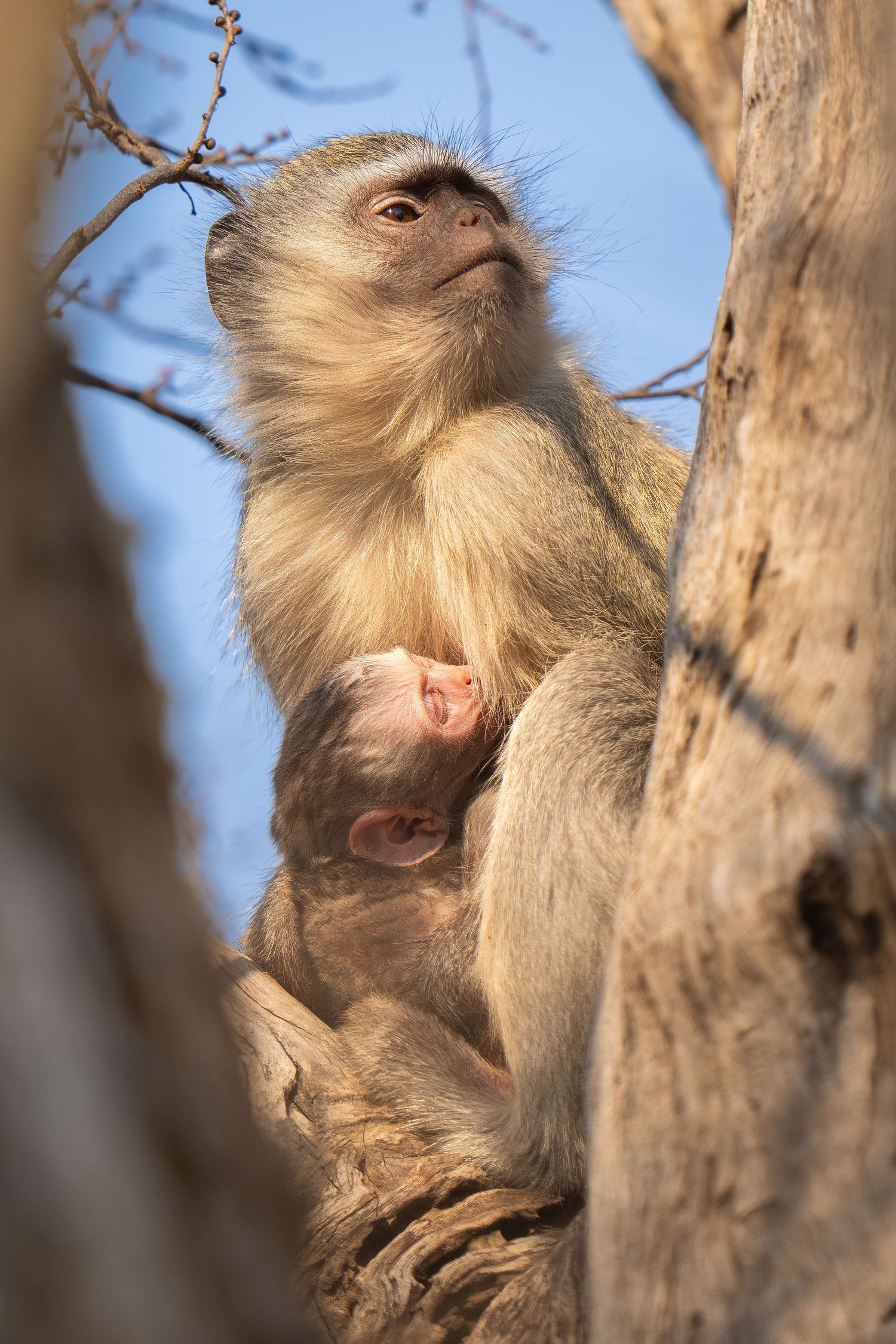 A monkey moves through tree branches against a bright blue sky background.