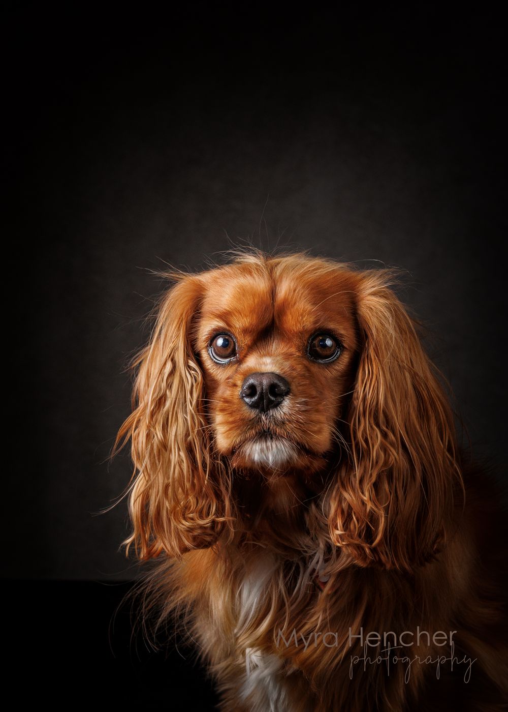 A Cavalier King Charles Spaniel with rich auburn fur poses dramatically against a dark background in a series of portraits.