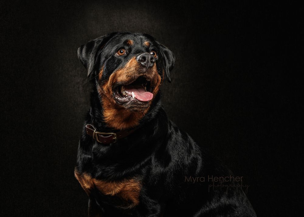 A majestic Rottweiler dog with black and tan markings poses against a dark studio background.