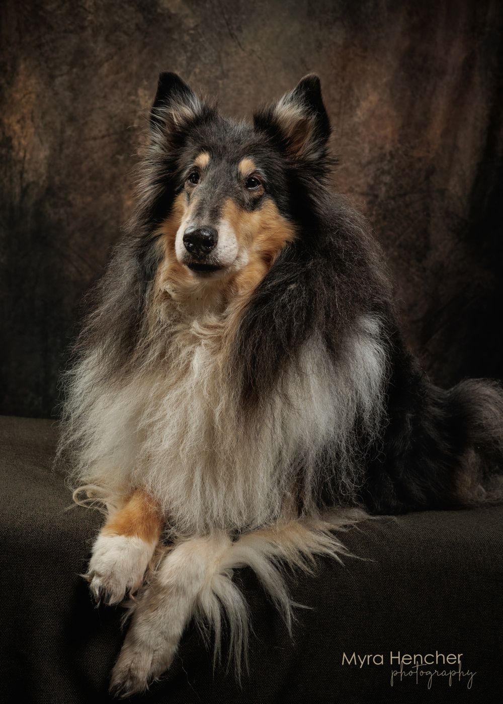 A majestic tri-color Rough Collie dog poses elegantly against a dark studio backdrop in a professional portrait.