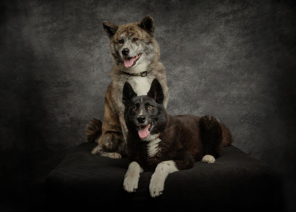 Two majestic Akita dogs pose together on a dark surface against a gray studio backdrop, tongues out and looking happy.