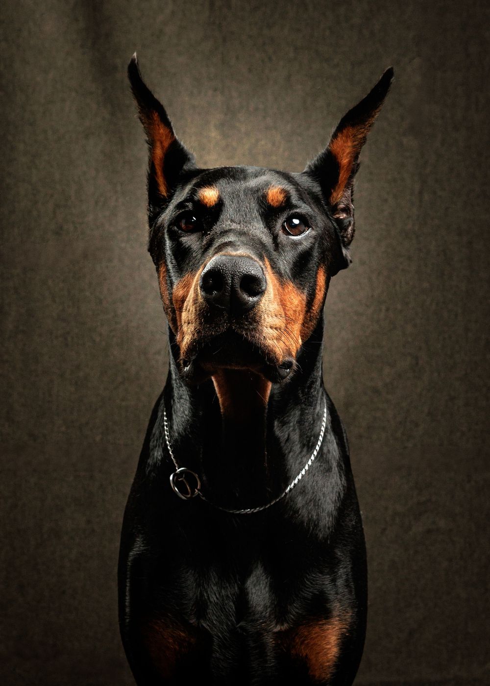 A regal black and tan Doberman Pinscher with cropped ears and silver chain collar poses against a dark studio background.