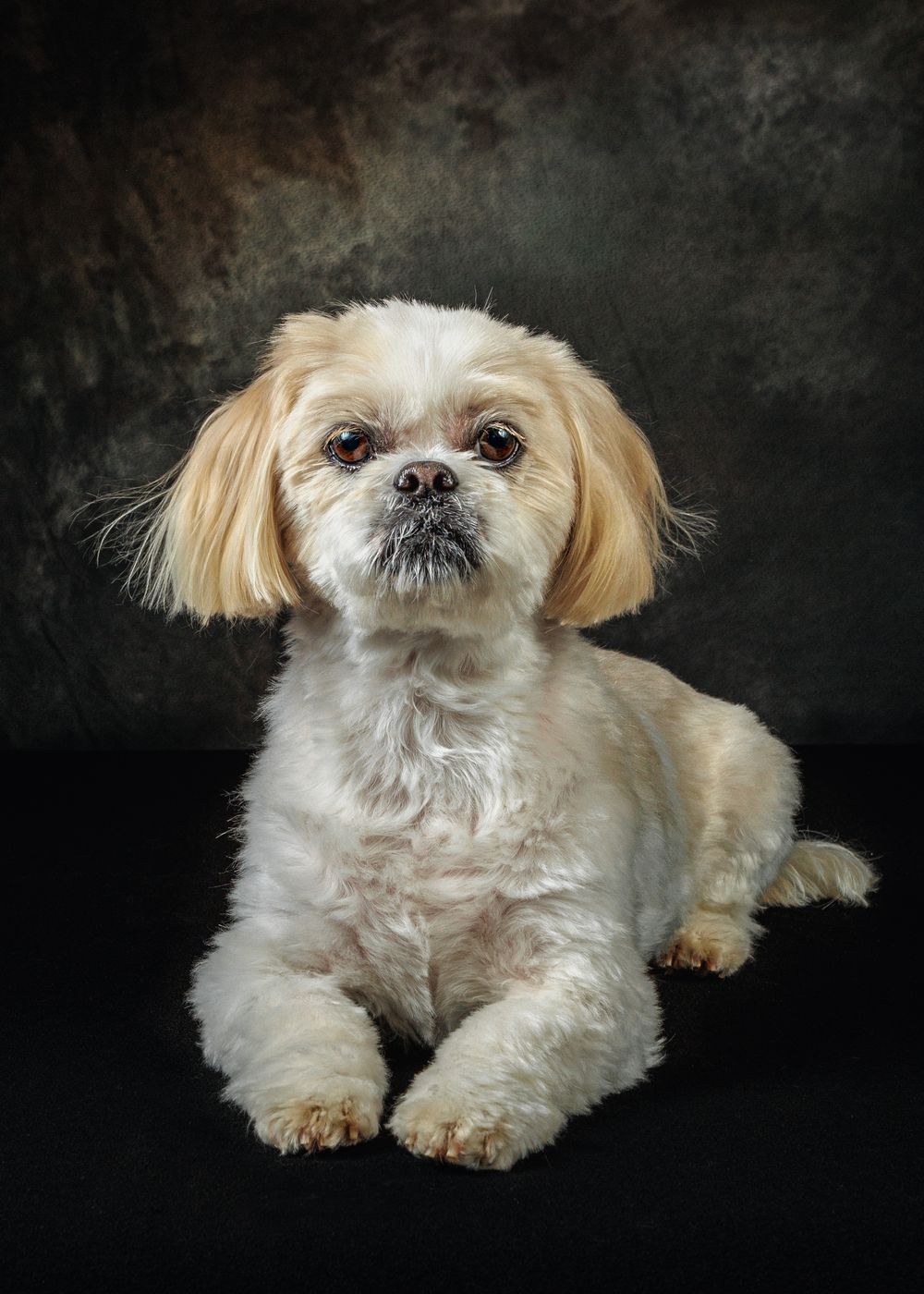 Small white Shih Tzu dog with brown accents poses against dark background in multiple studio portraits.