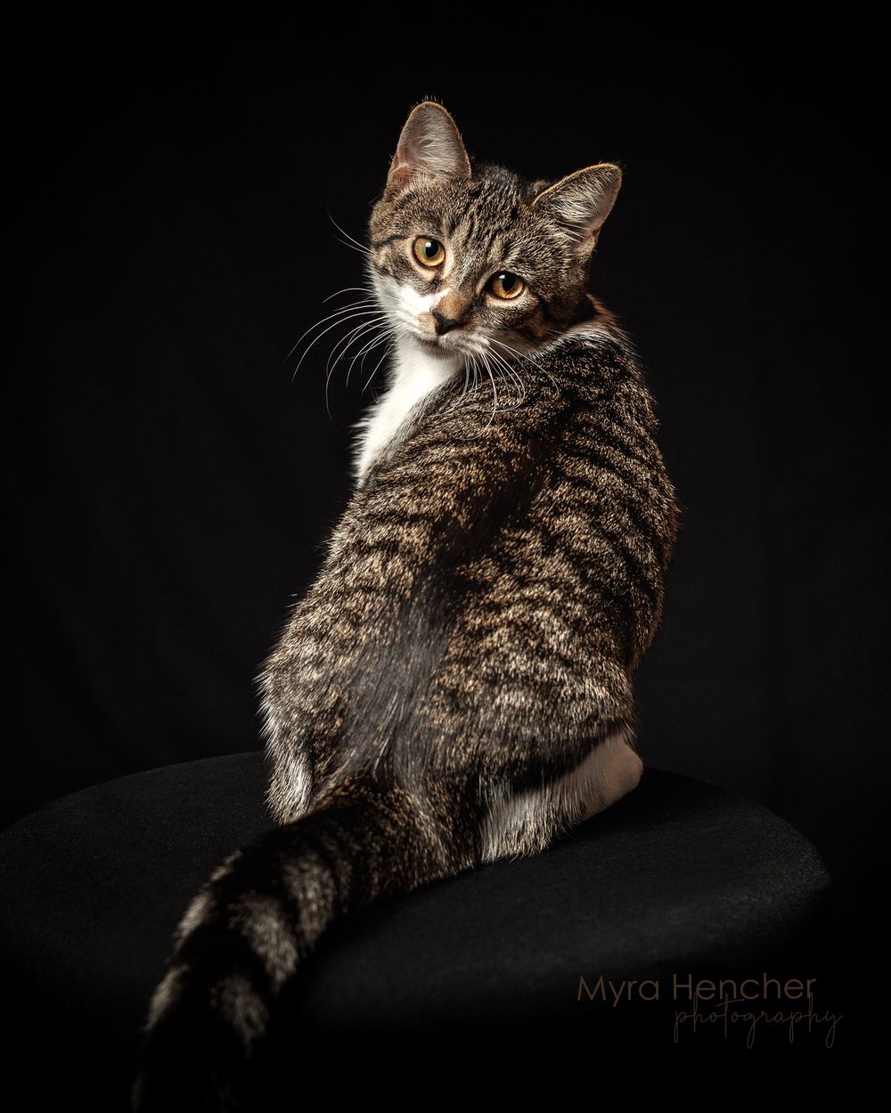 A tabby kitten with white markings poses gracefully on a dark surface, looking back over its shoulder against a black background.