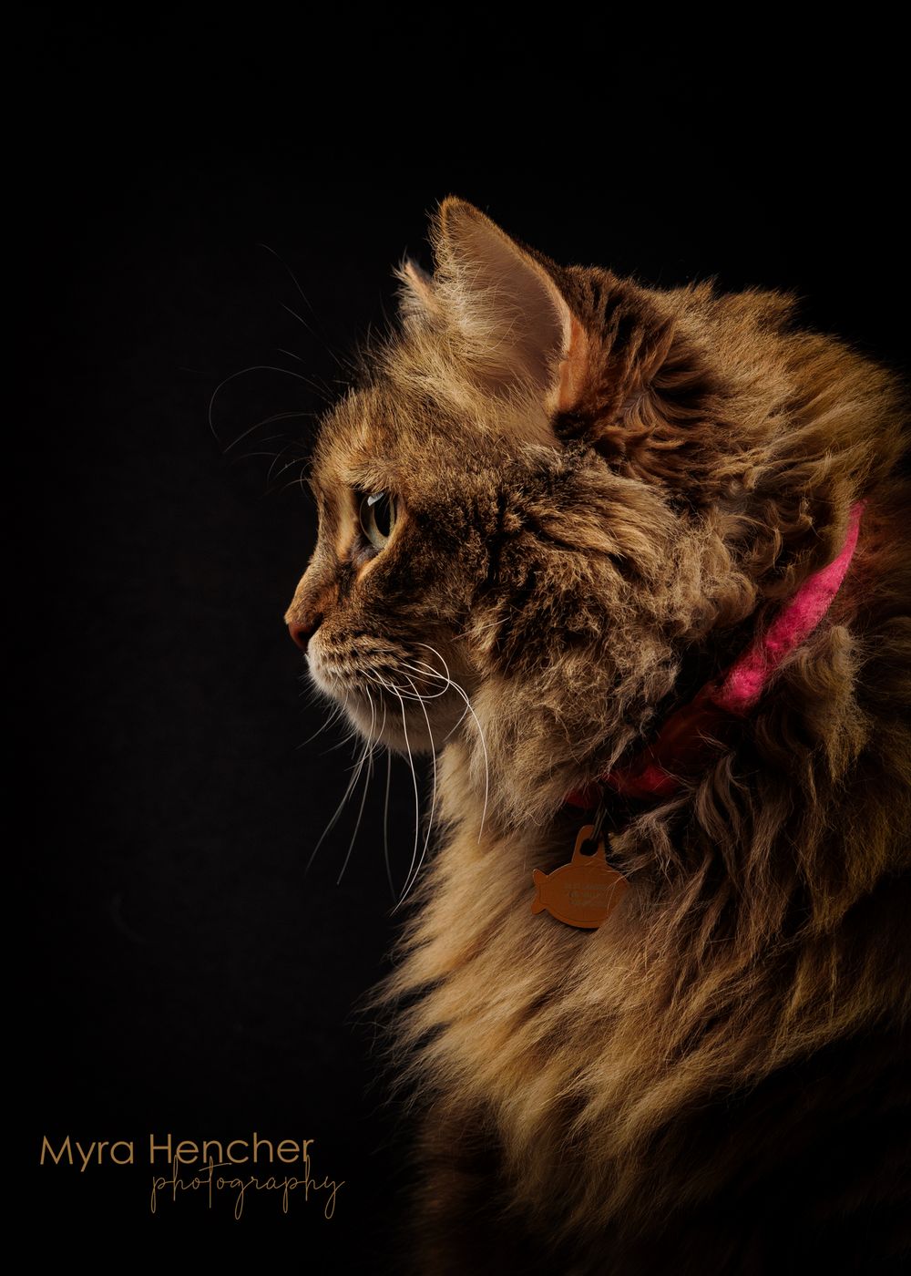 A fluffy tabby cat with a pink collar and tag poses in dramatic studio lighting against a black background.