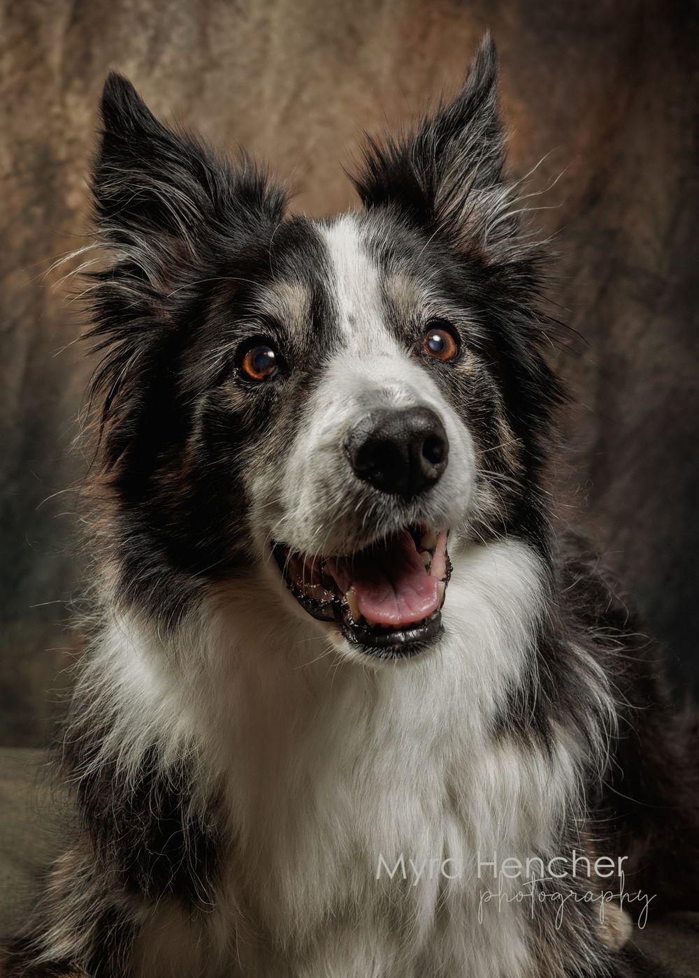 A happy black and white Border Collie dog with bright eyes and open mouth poses for a professional studio portrait.