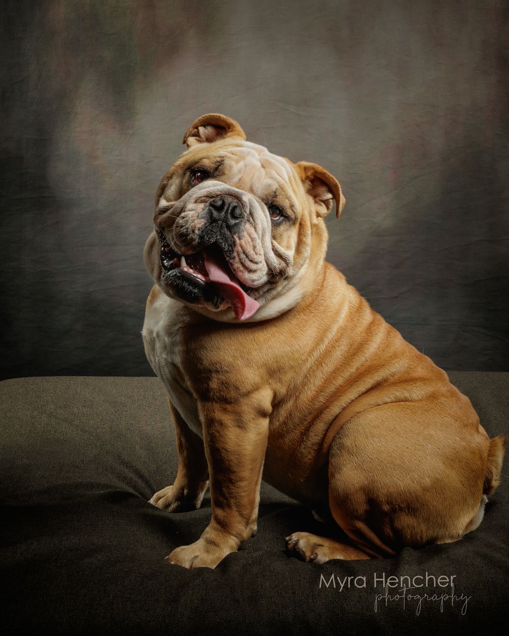 A wrinkly English Bulldog sits proudly with tongue out against a dark studio backdrop in a professional pet portrait.