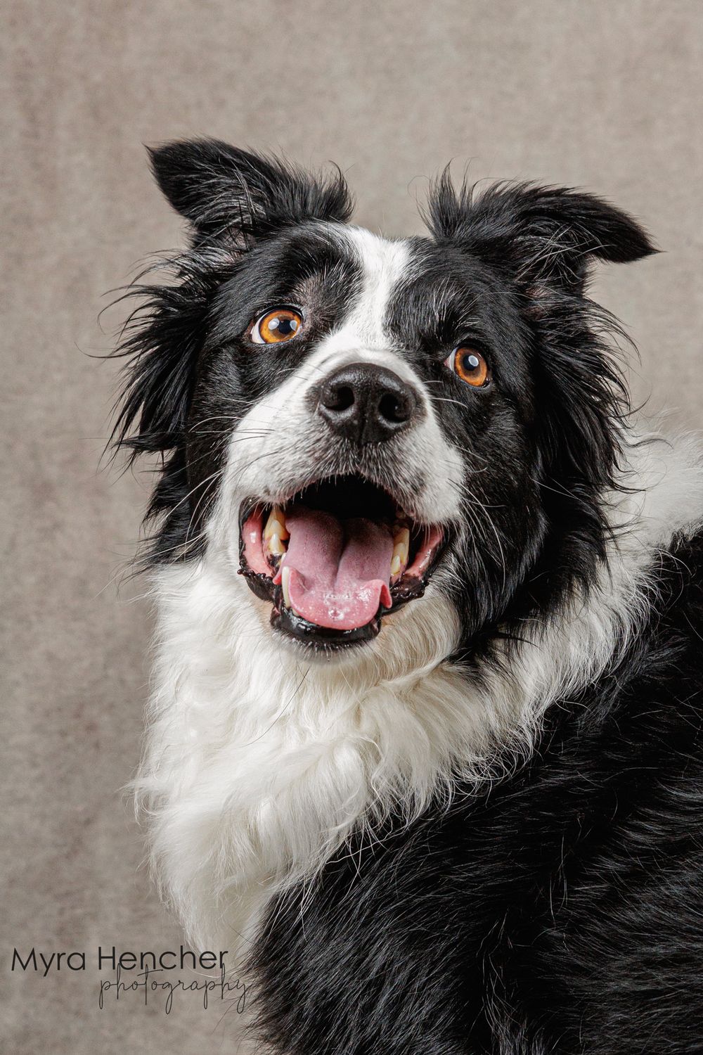 A happy black and white Border Collie with bright amber eyes and an open mouth smile, photographed by Myra Hencher.