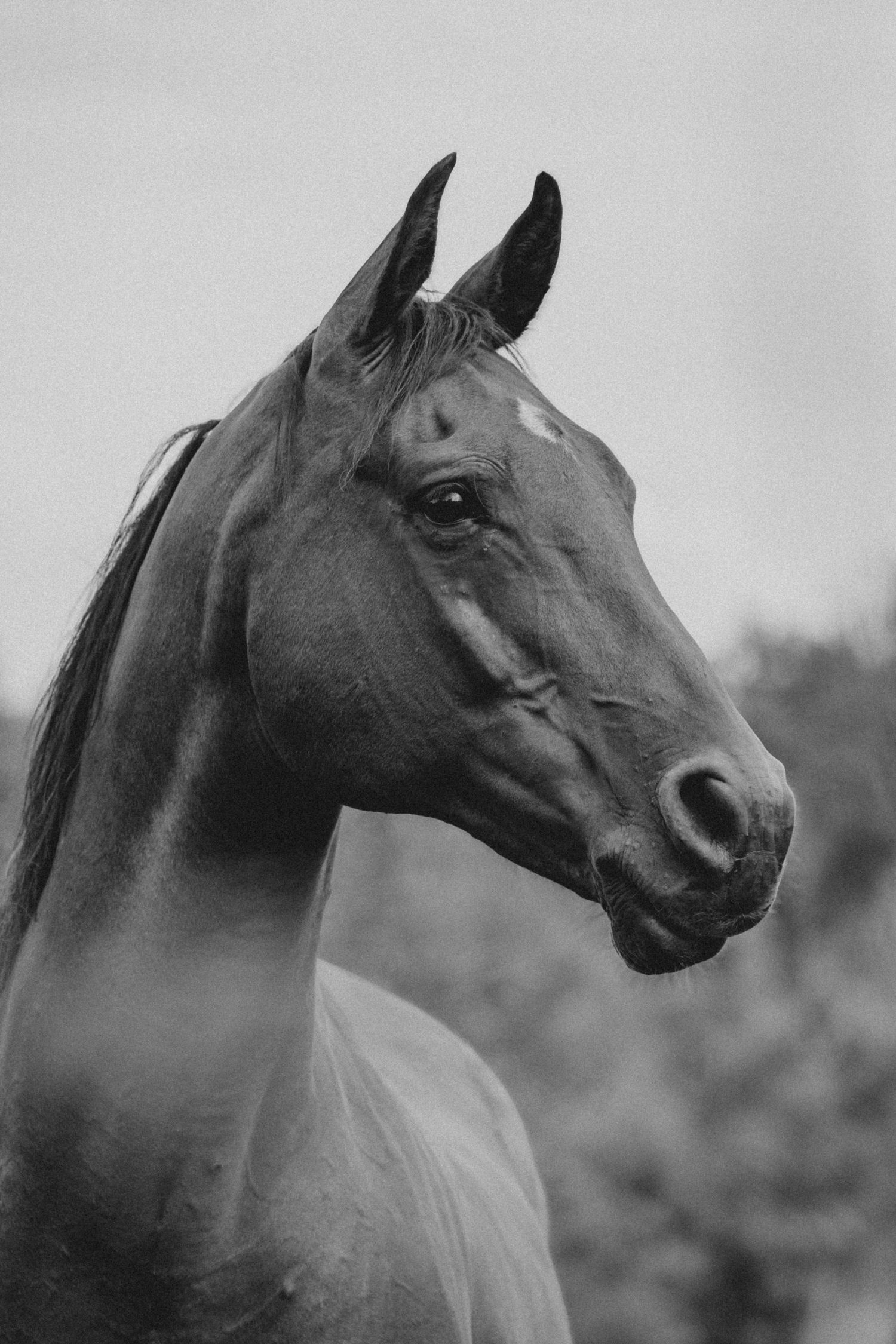 Black and white portrait of an elegant Arabian horse with alert ears and a refined head profile.