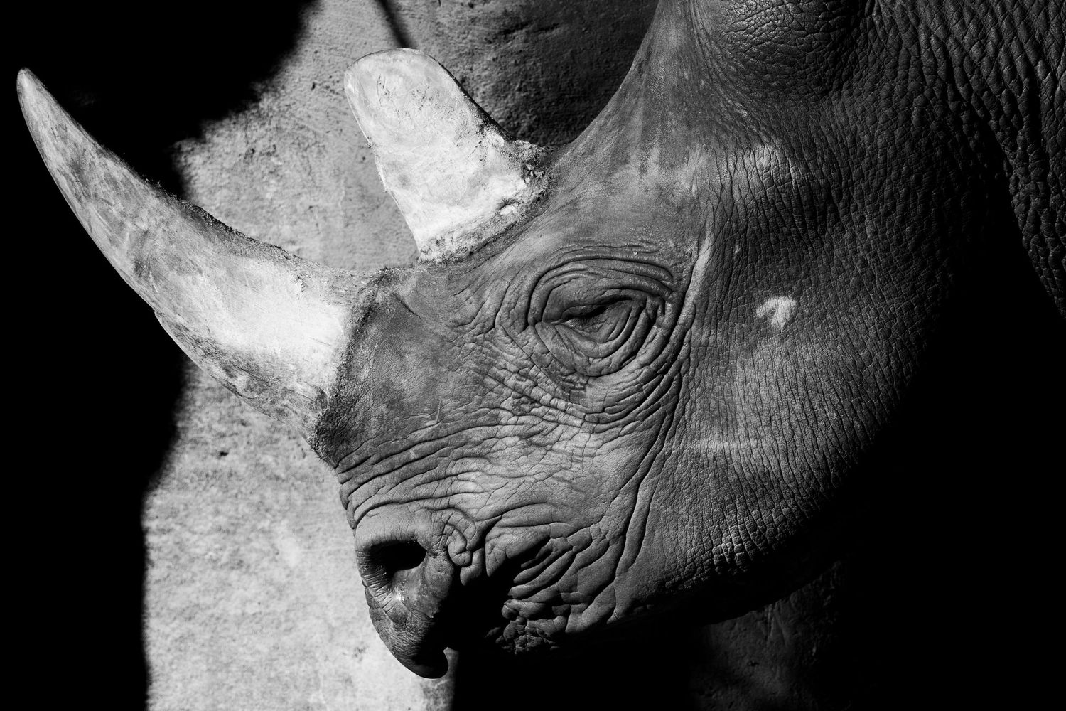 "Rough Rhino"