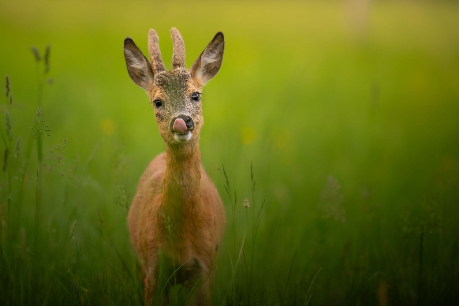 A young roe deer fawn gazes forward from lush green grass in summer.