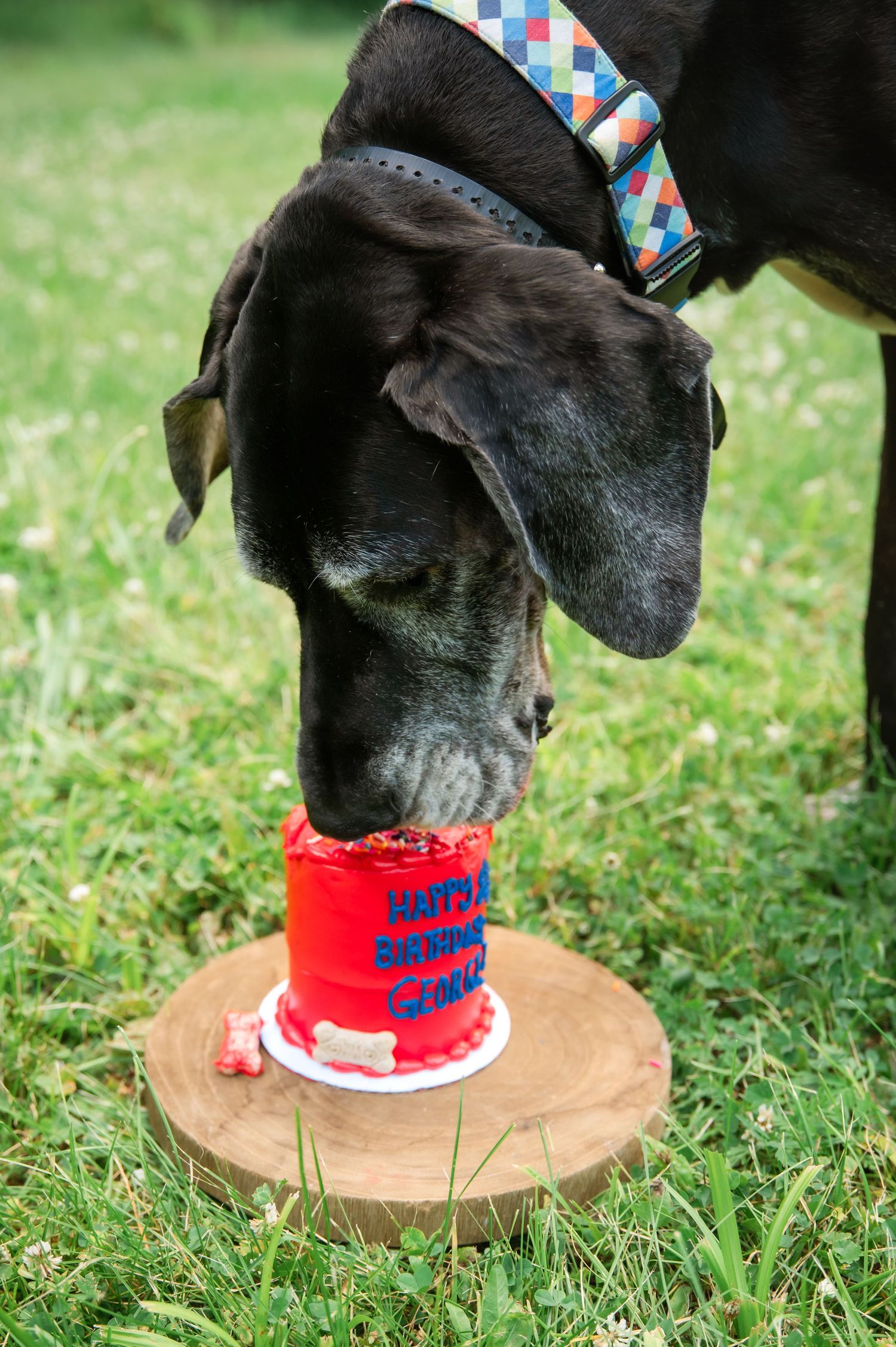Black dog wearing colorful collar eating a red Happy Birthday cake on a wooden board outdoors.