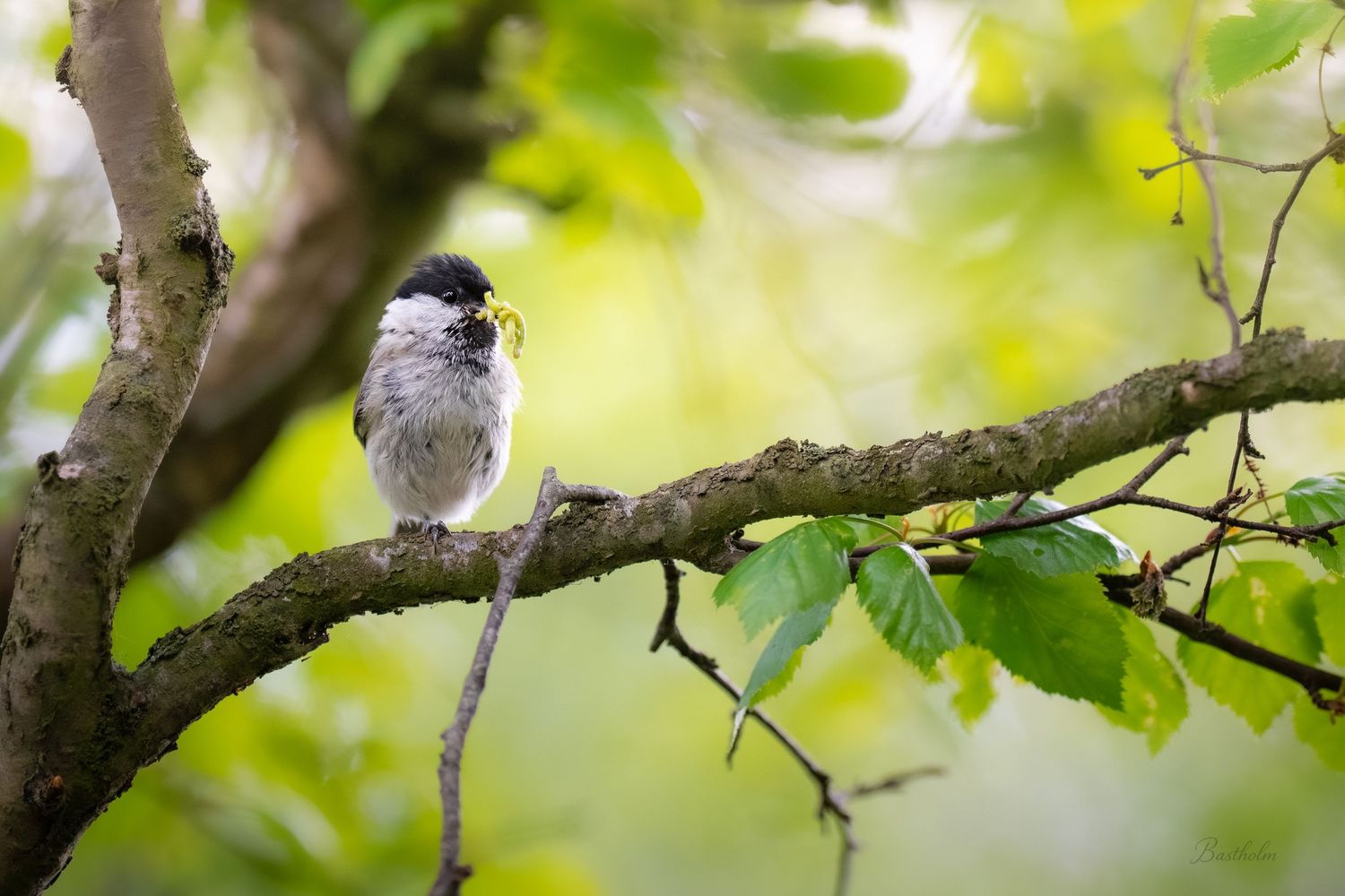 A small marsh tit bird perches on a mossy branch with an insect in its beak.