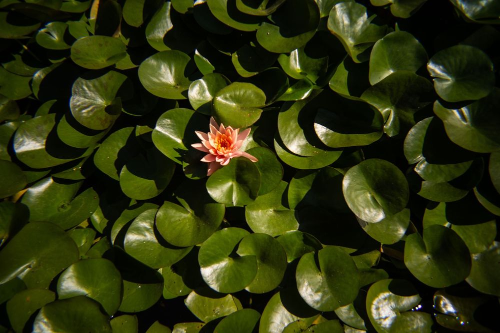 A flower blooming in the lily pads at the gardens at the Huntington Library in Pasadena, California.