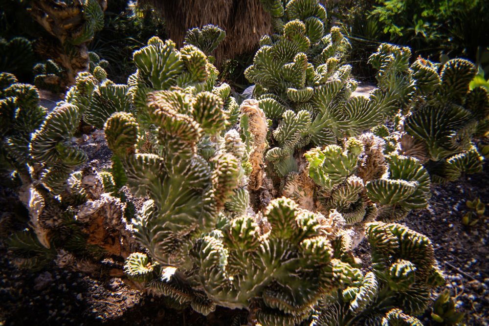 A cactus at the gardens at the Huntington Library in Pasadena, California.
