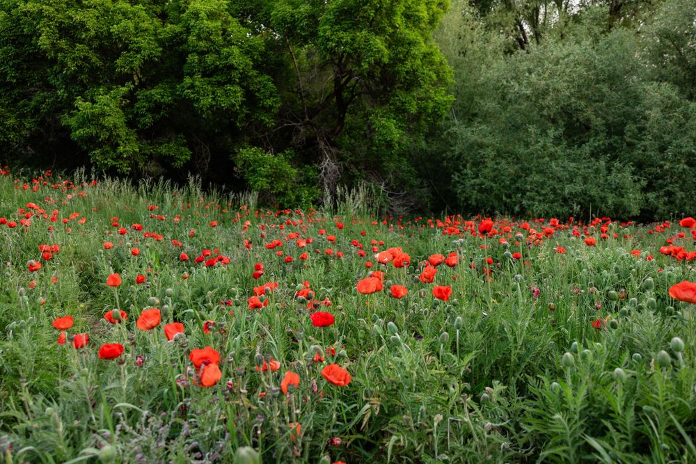 A vibrant field of red poppy flowers blooming among green foliage with lush trees in the background.