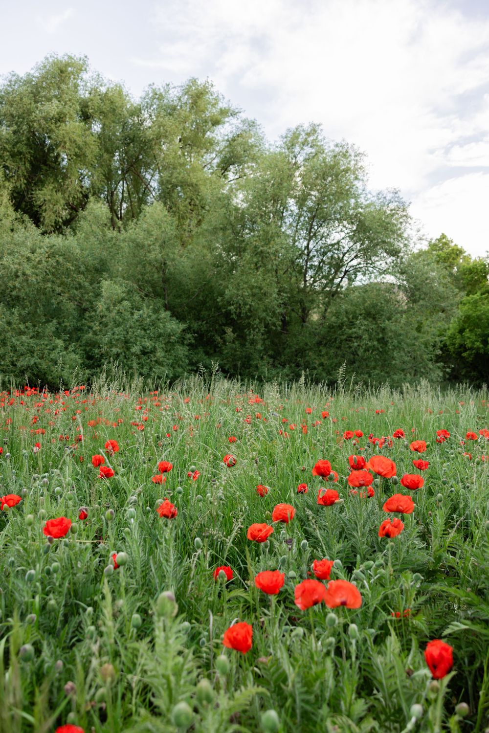 A vibrant field of red poppy flowers blooming in lush green meadow with dense trees in the background.