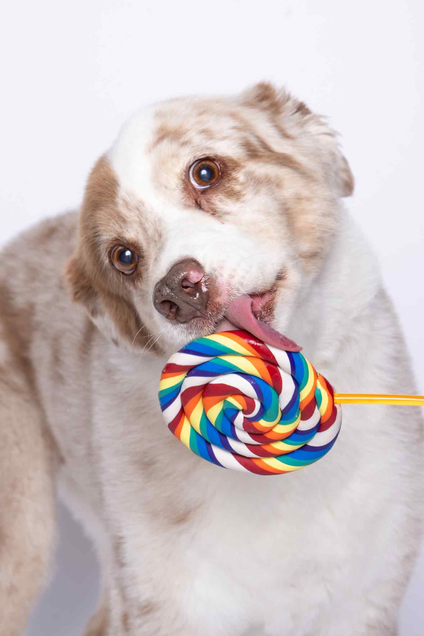 A cute Australian Shepherd dog licking a colorful rainbow swirl lollipop against a white background.