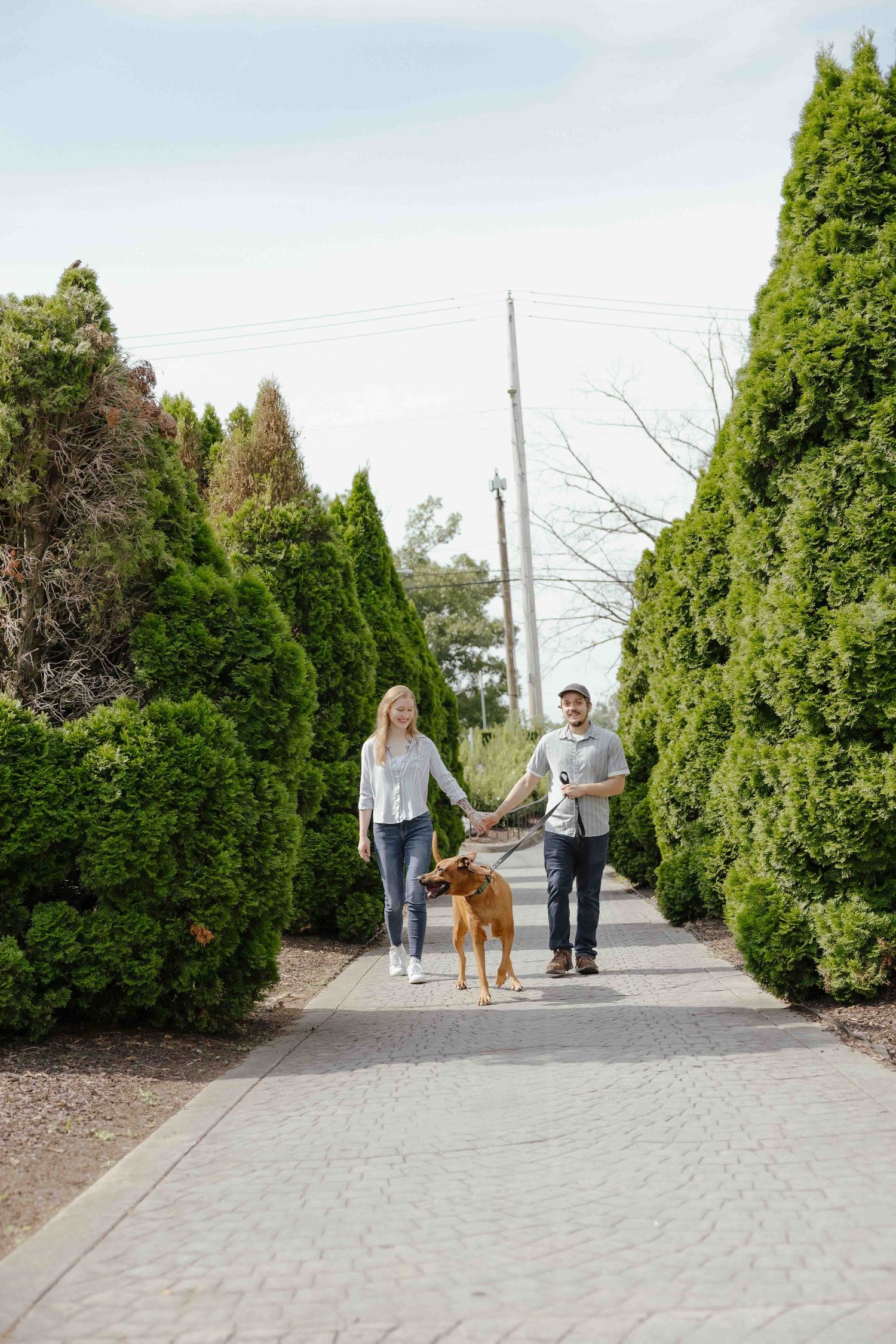Couple walking a brown dog on a paved path lined with green shrubs and trees outdoors.