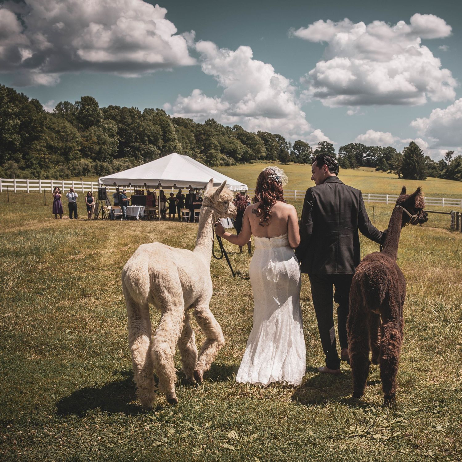 Bride and groom walk with two alpacas toward wedding guests under a white tent on a sunny farm.