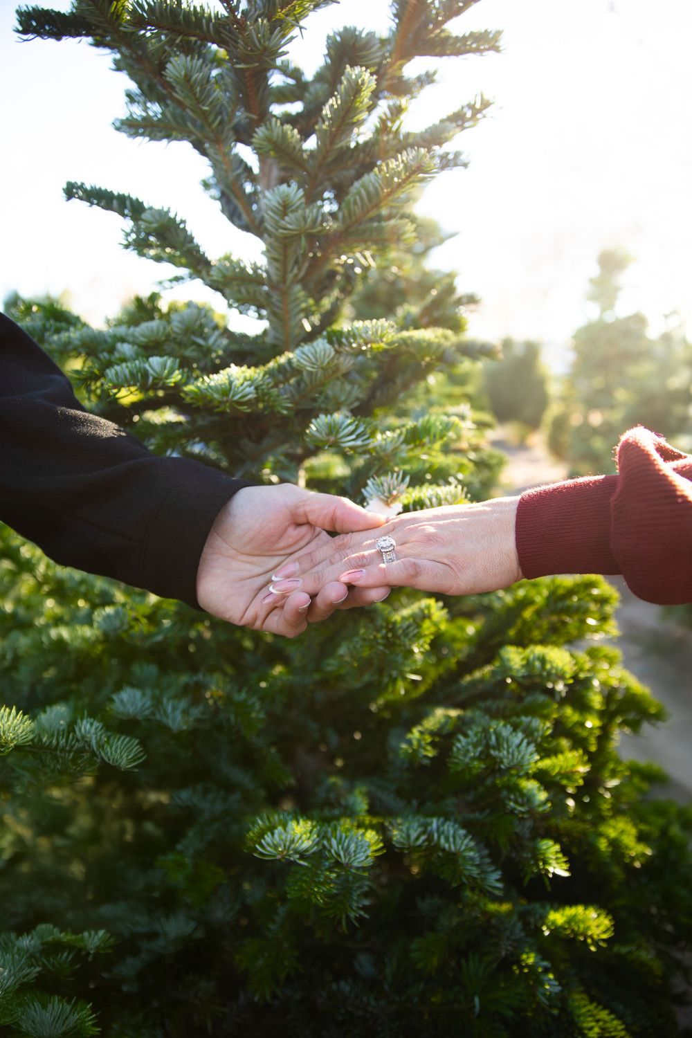 Couple holding hands with engagement ring at a Christmas tree farm, surrounded by lush green pine trees.