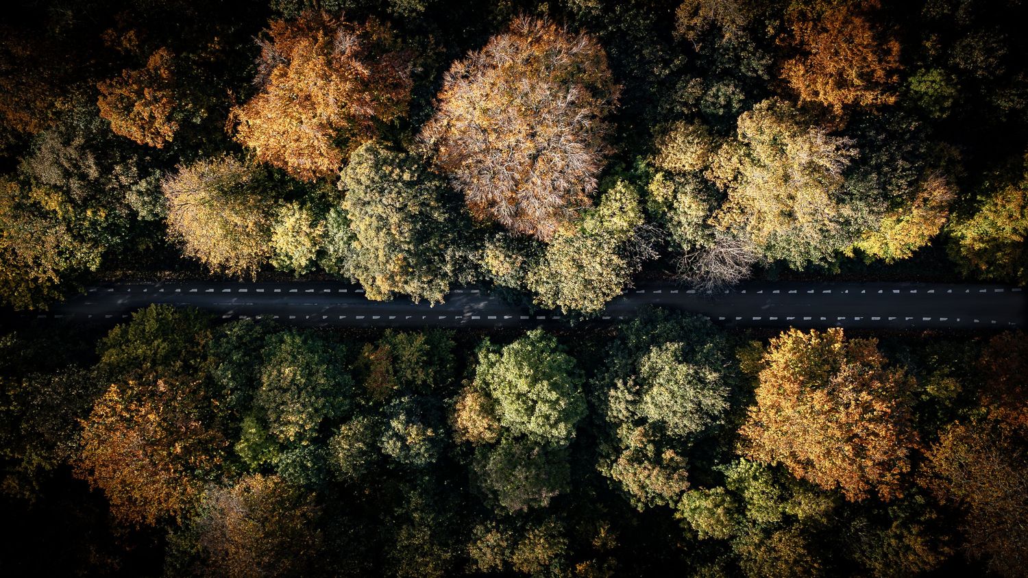 Dronefotografi af vej gennem skov i varme efterårsfarver – nordisk naturfotografi og kunstprint til væggen.