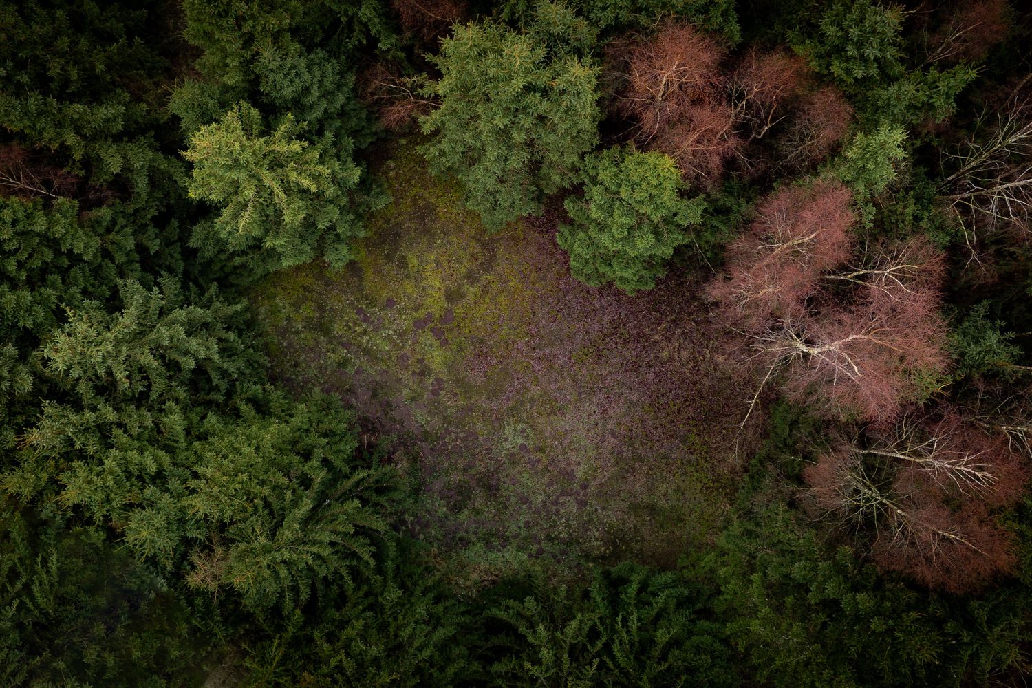 Dronefotografi af skov i grønne og varme nuancer – nordisk naturfotografi og fotokunst til væggen.