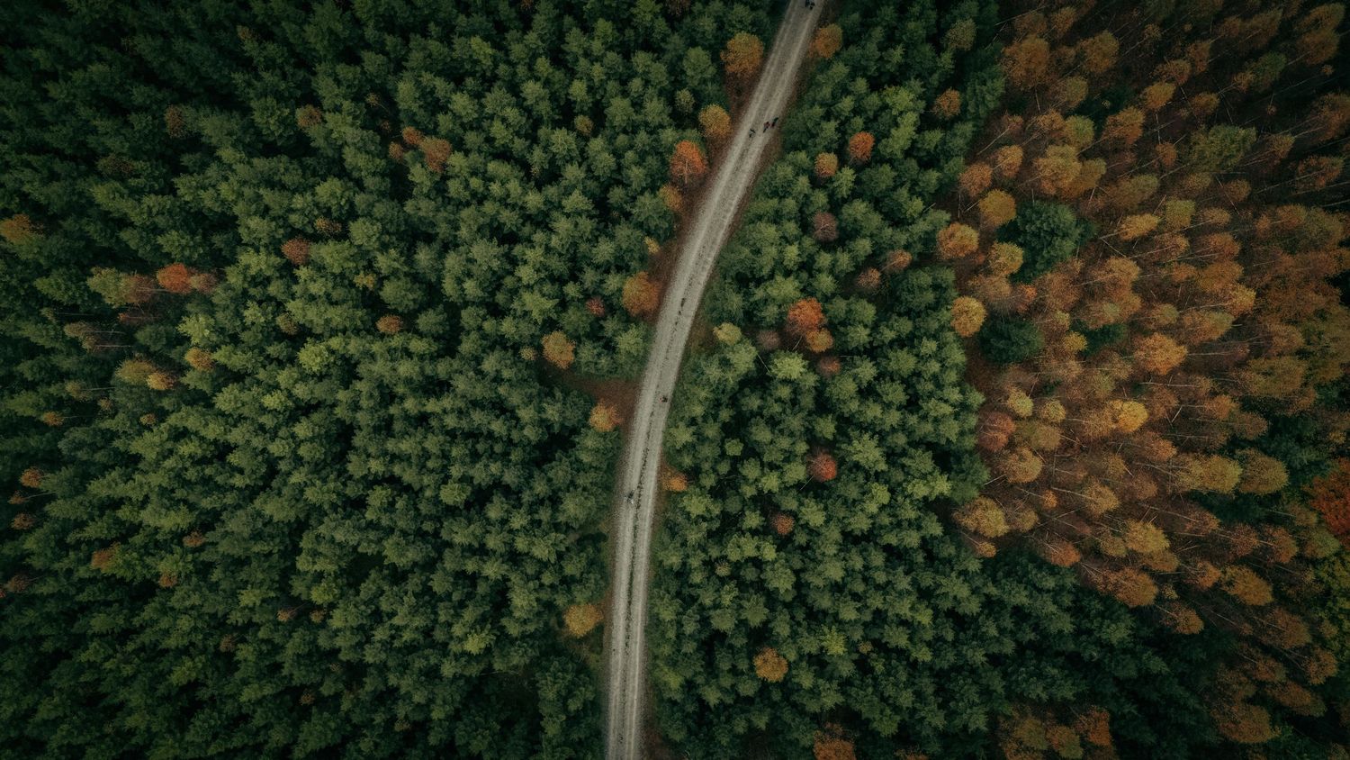 Luftfoto af vej gennem tæt skov – nordisk naturfotografi og stemningsfuld fotokunst til hjem og erhverv.