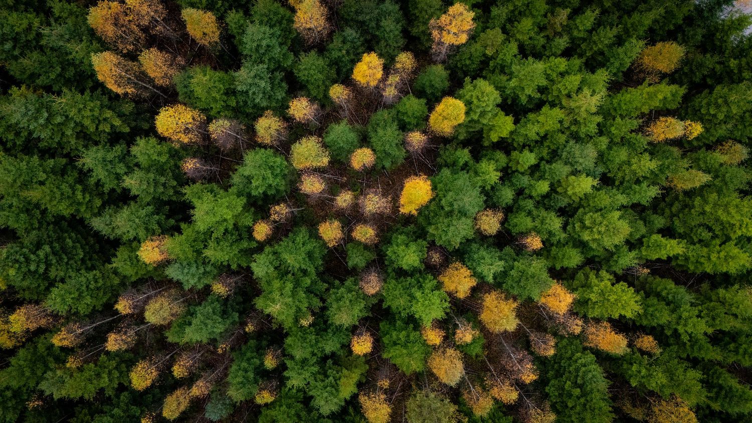 Dronefotografi direkte ned over tæt skov i grønne og gyldne nuancer – naturfotografi som fotoplakat og vægkunst.