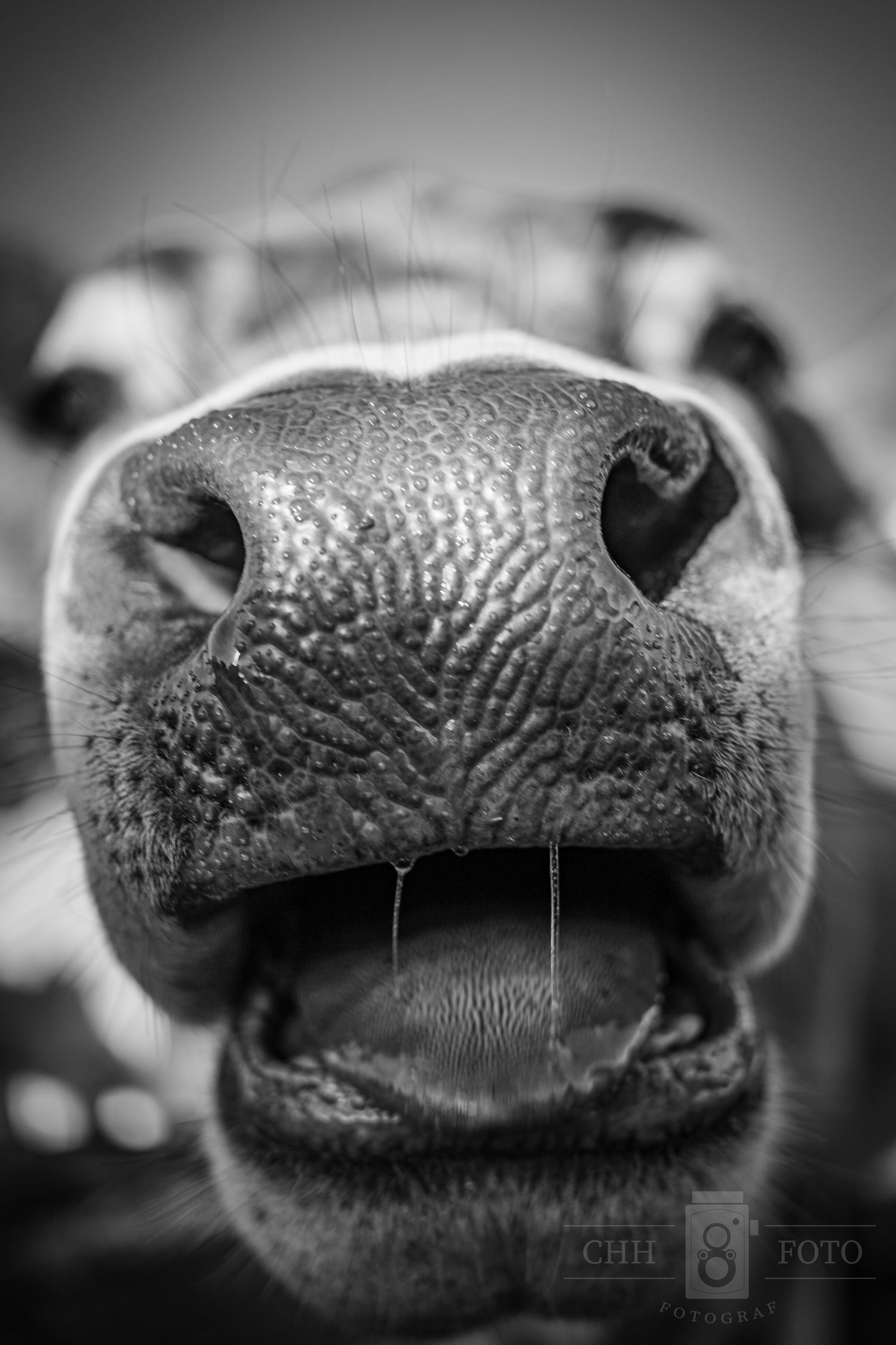 Sort-hvid dyrefotografi af hest – humoristisk fotokunst og kunstprint til hjemmet.