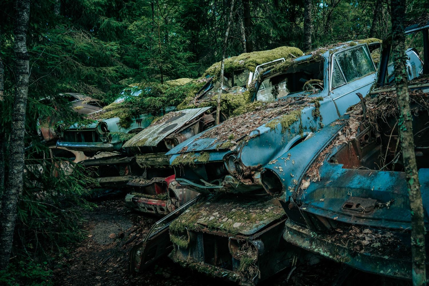 Forladte veteranbiler dækket af mos i skoven – rå fotokunst og stemningsfuld plakat med urbex-præg.