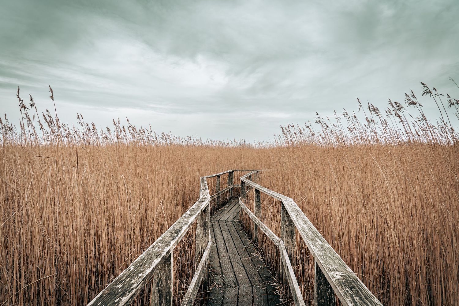 Naturfotografi af træbro gennem høje siv under dramatisk himmel – nordisk fotokunst og landskabsplakat til væggen.
