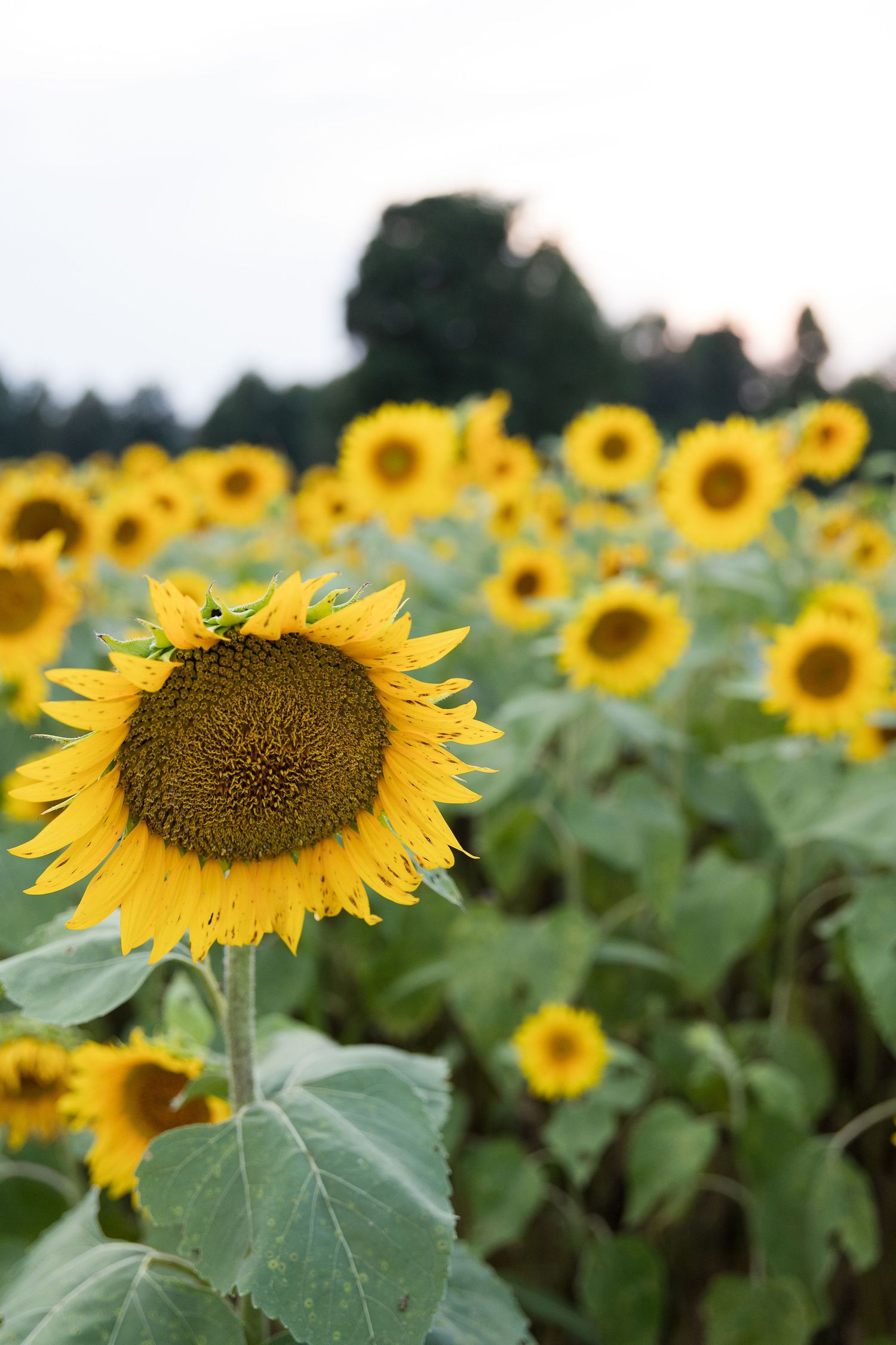 Sunflower and wildflower family photos near Fayetteville TN