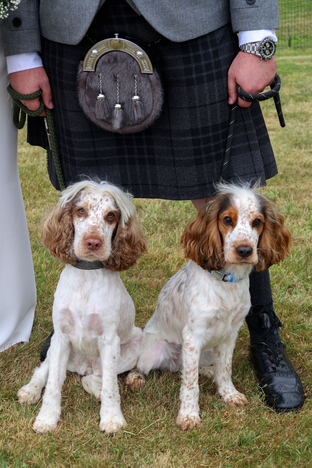 Two Cocker Spaniels sitting on grass beside a man wearing a traditional Scottish kilt and sporran at a wedding.