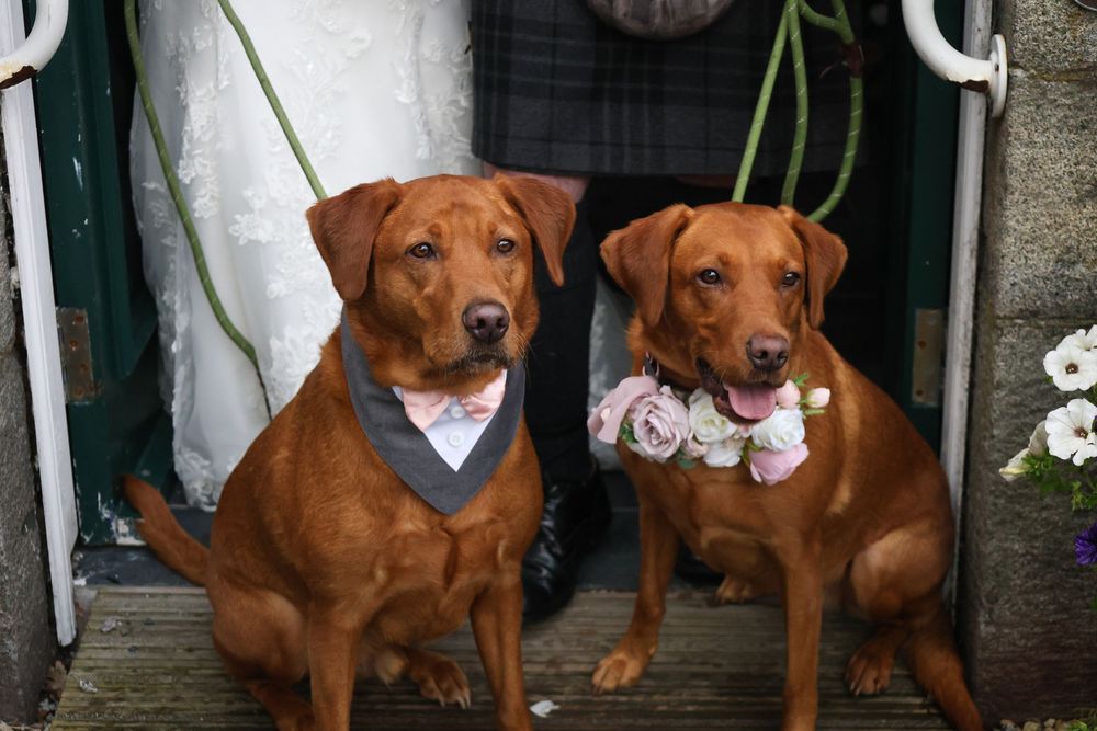 Two brown Labrador dogs dressed in wedding attire with bow tie and floral collar sitting on wooden steps.
