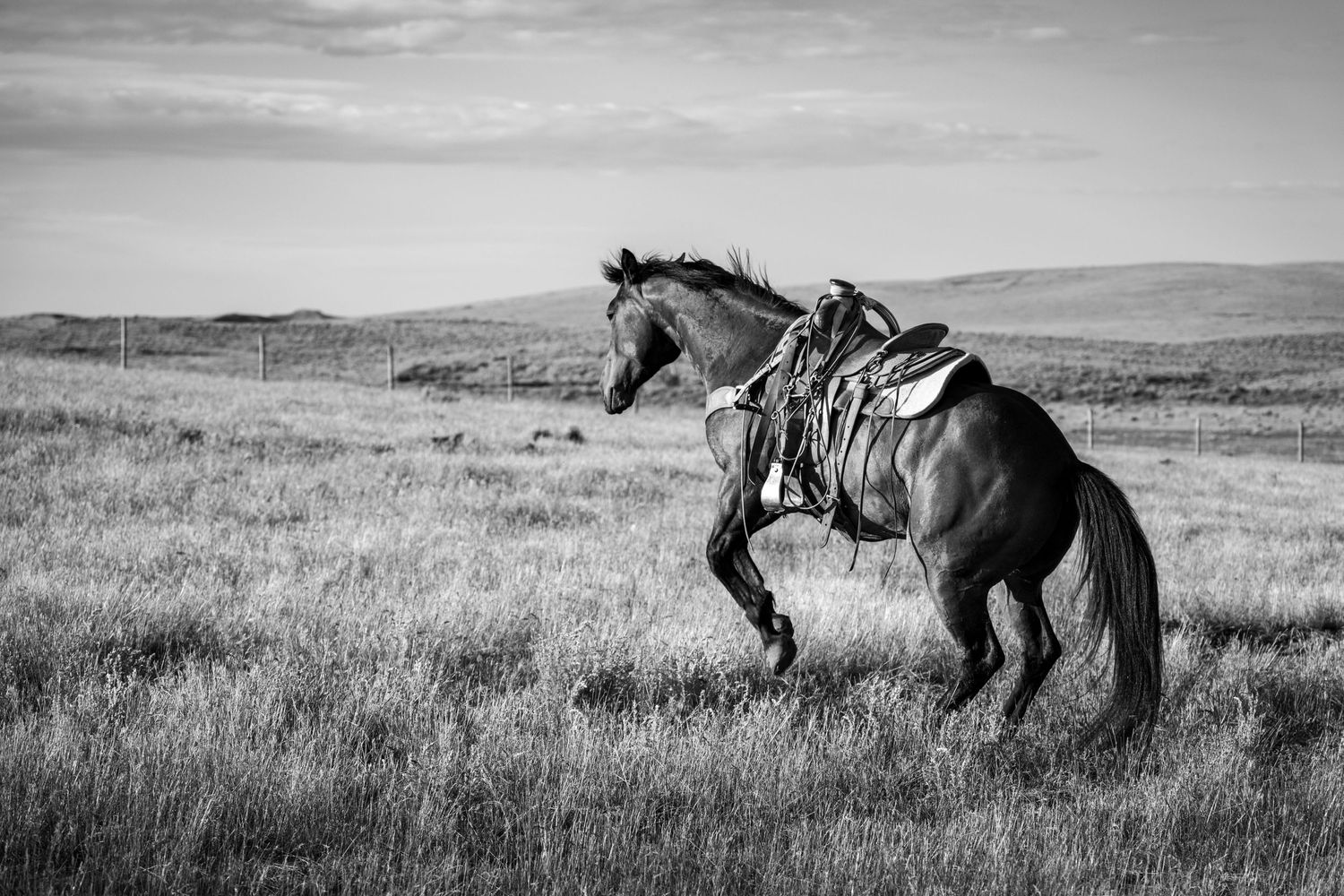 Black and white photo of a saddled horse rearing up in an open grassland field under a cloudy sky.