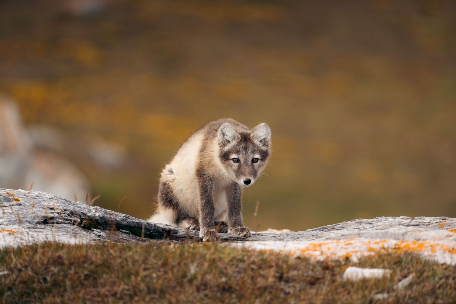 Renard arctique avançant sur une dalle couverte de lichens orange, à Gnålloden