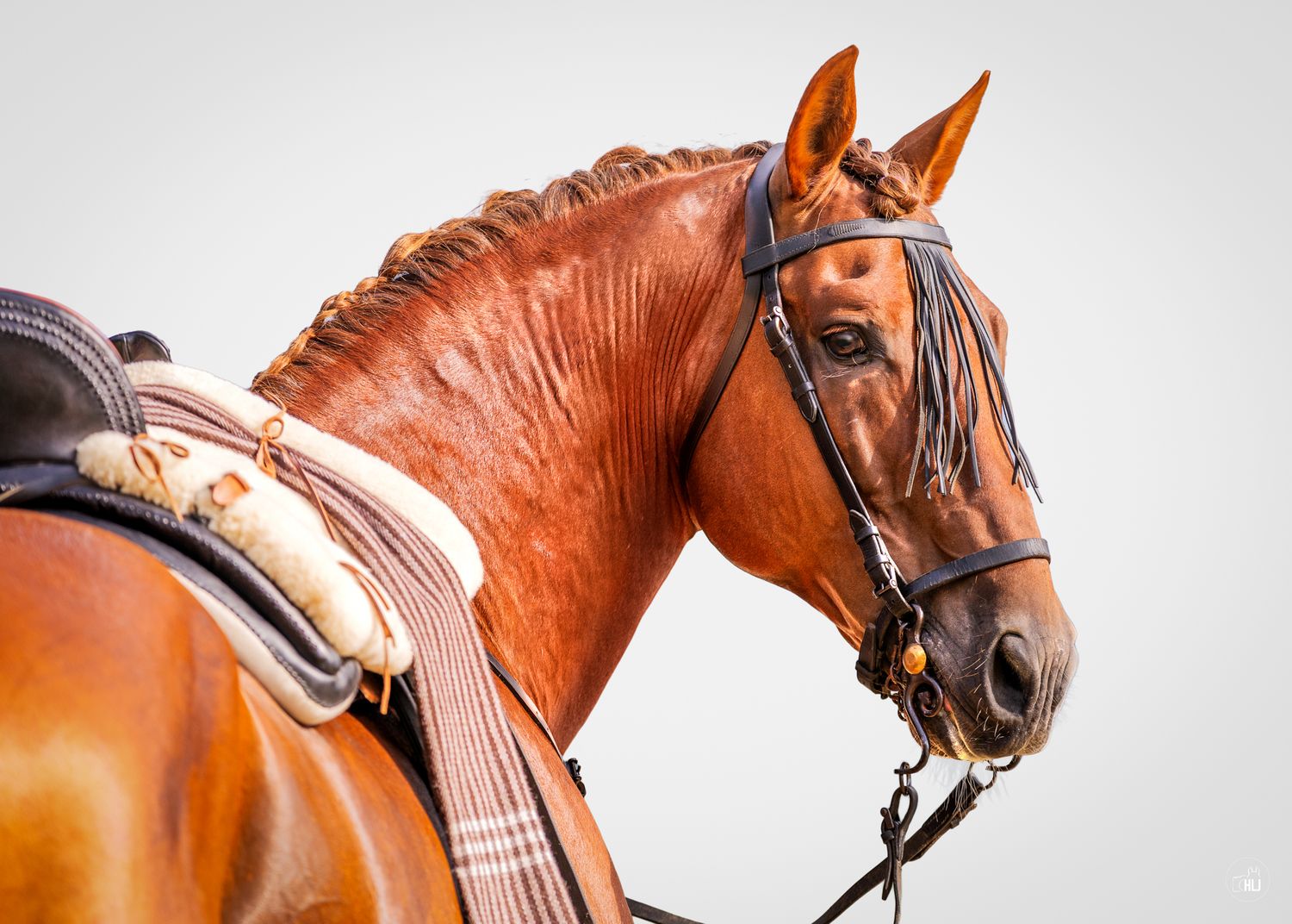 A bay horse wearing a dark bridle poses against a black background in a professional portrait.