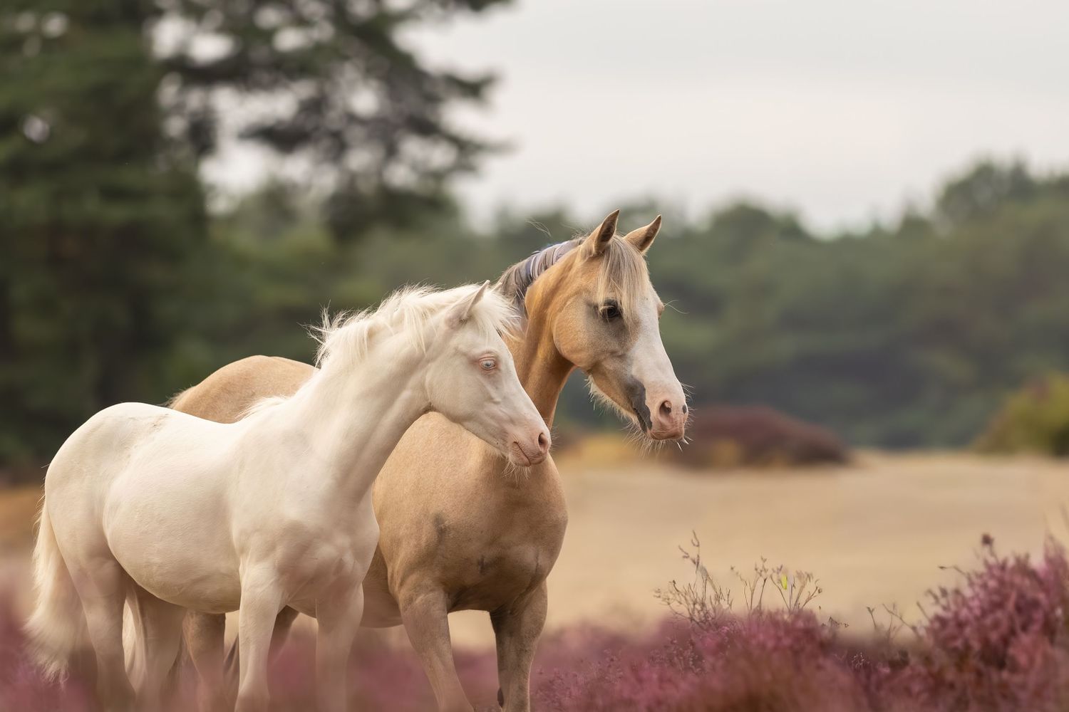 Twee lichtgekleurde paarden staan dicht naast elkaar tussen de paars bloeiende heide.