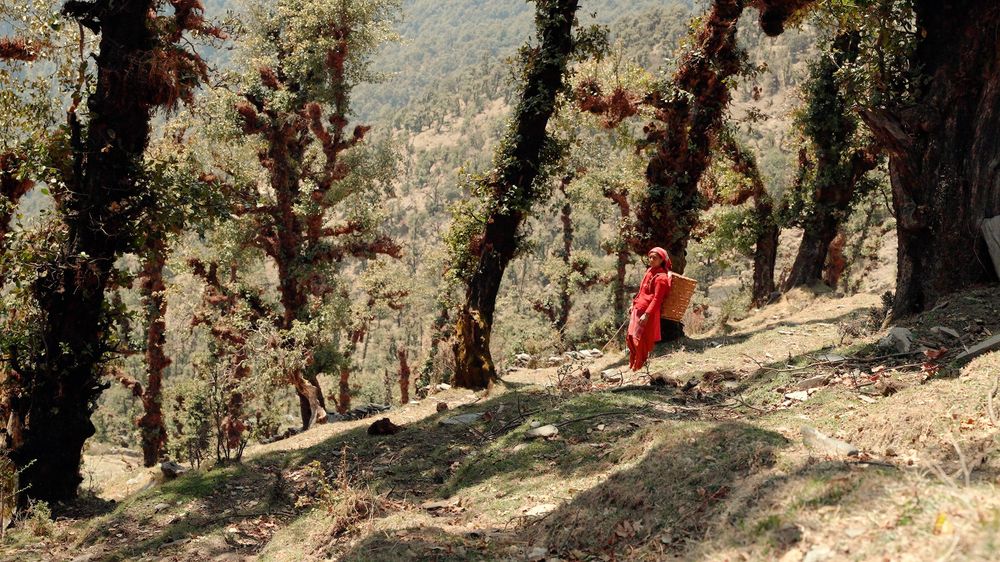 Woman in red saree walking on a forested hillside trail surrounded by tall trees in a mountain landscape.