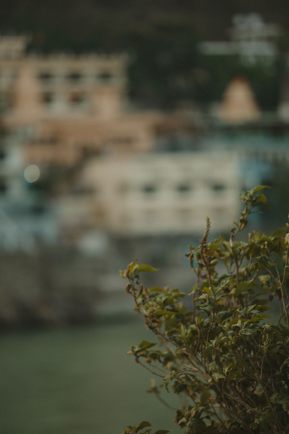 Blurred background of multi-story buildings near a river with a green leafy shrub in sharp focus.
