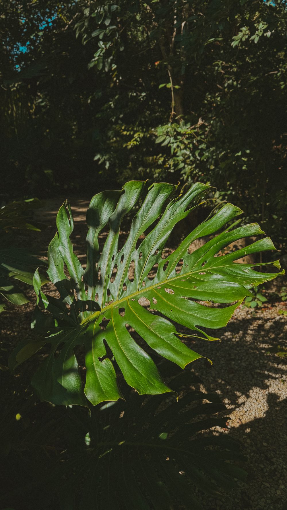 Large vibrant green Monstera leaf with natural splits in a lush tropical forest setting.